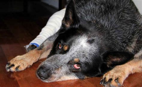 What You Need To Know About Pain Medication For Dogs Canine Campus