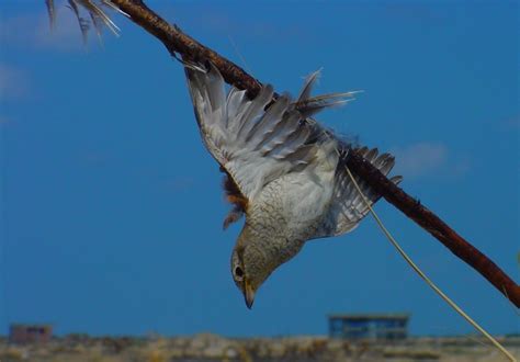 Cara Menangkap Burung Yang Lepas Dari Sangkar Sesuai Jenis Burung