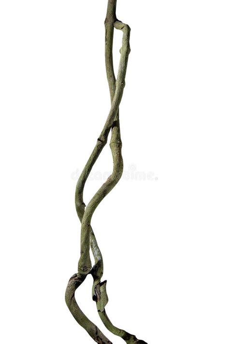 Spiral Twisted Jungle Tree Branch Vine Liana Plant Isolated On White