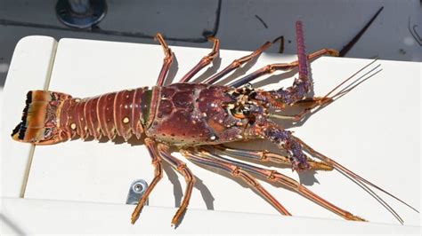 Florida Spiny Lobster Seasons Starts Soon Greater Fort Myers Chamber