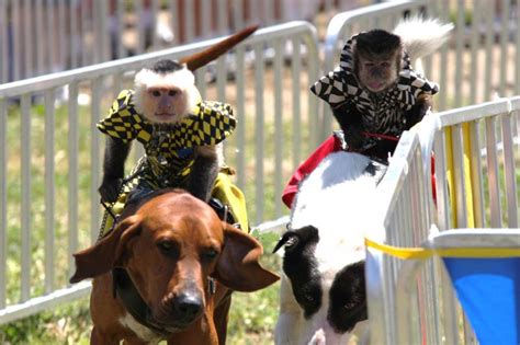The Other Great Race Monkeys Racing Greyhounds The Big Smoke