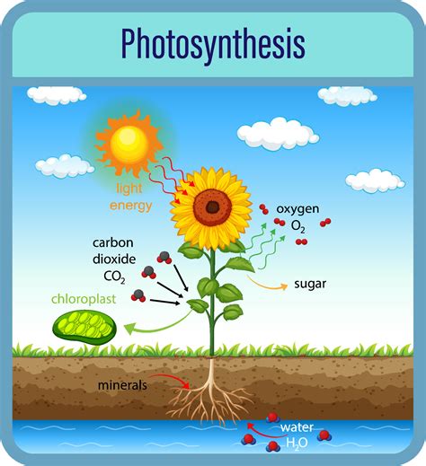 Diagram Showing Process Of Photosynthesis With Plant And Cells 7092845