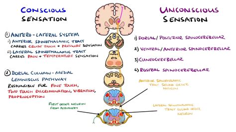 Spinothalamic Tract And Dorsal Column Medial Lemniscus Pathway