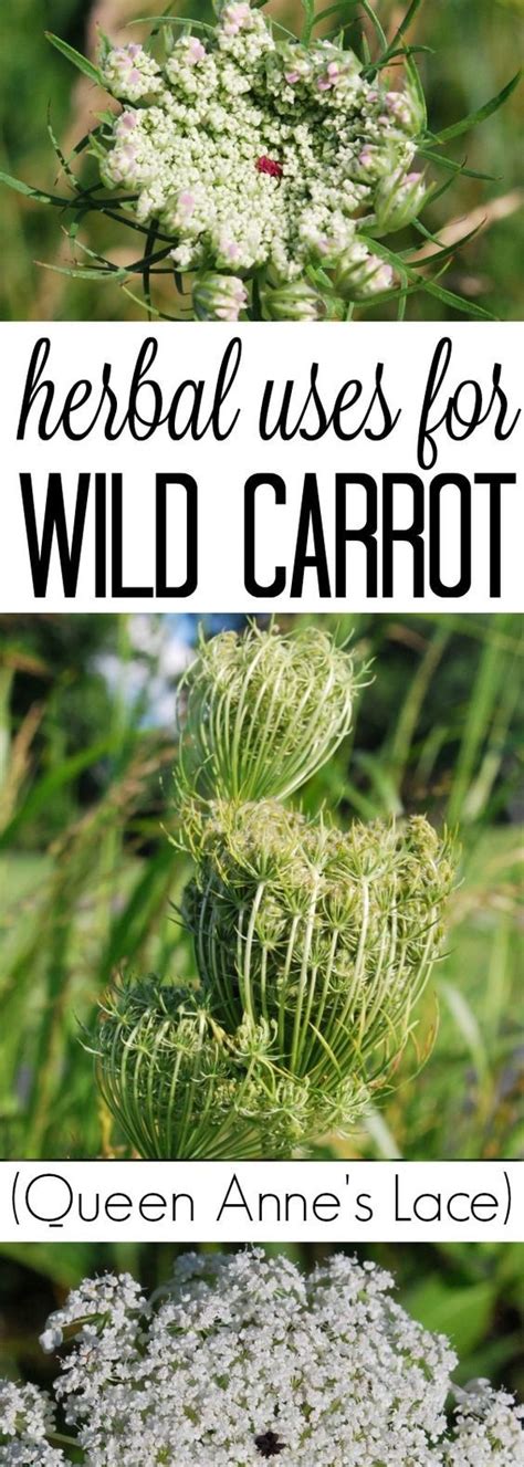 Herbal Uses Of Wild Carrot Herbs Medicinal Plants Herbalism