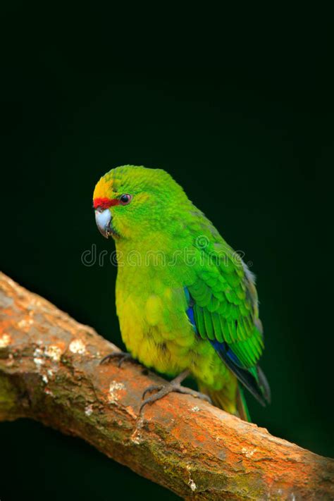 Sun Parakeet Aratinga Solstitialis Rare Parrot From Brazil And French Guiana Portrait Yellow