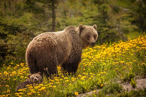 Bear In Jasper National Park In Canada Stock Photo Download Image Now