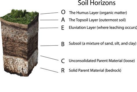 The Significance Of Soil Part Ii Bluesky Organics