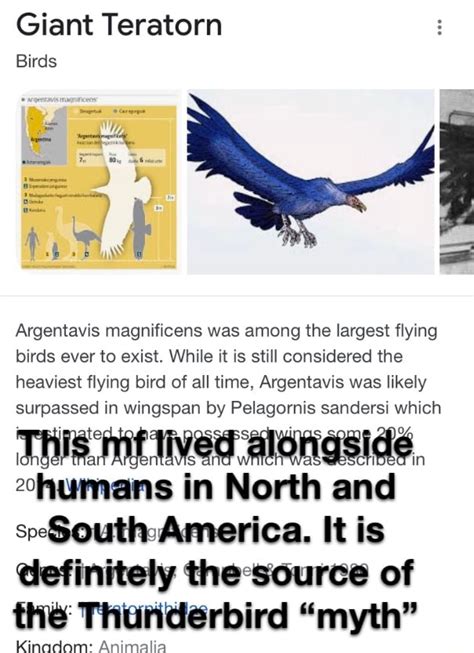 Giant Teratorn Birds Argentavis Magnificens Was Among The Largest