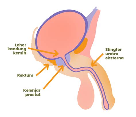 Kelenjar Prostat Anatomi Fungsi Dan Kelainan Yang Berhubungan