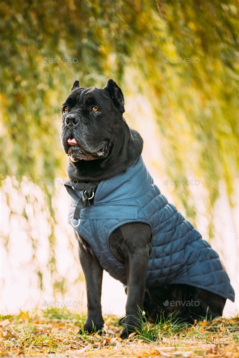Black Cane Corso Dog Sitting In Grass Dog Wears In Warm Clothes Big