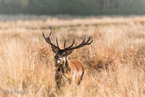 Oh Deer Red Deer In Richmond Park Circle Of Life Photography