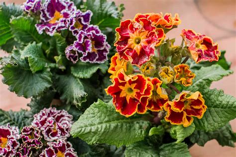 Primrose Plant Care And Growing Guide