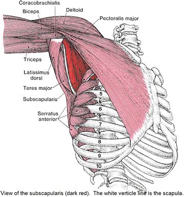 There are two camps when it comes to chest training. Antero-lateral view of chest wall and shoulder muscles ...