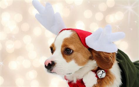 Mashababko Wallpaper Dog Christmas