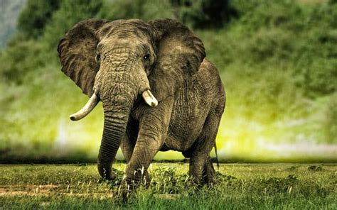 African Elephant Wallpapers ~ Hd Wallpapers