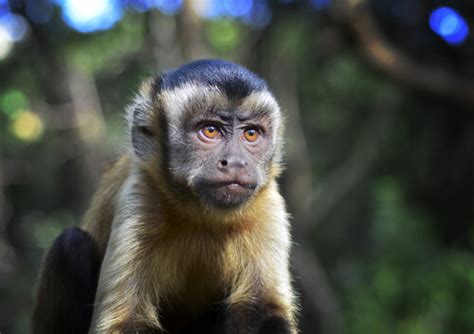 Curiosidades Del Mono Capuchino De Cabeza Dura Mis Animales