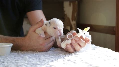 How To Bottle Feed A Newborn Bulldog Puppy Youtube