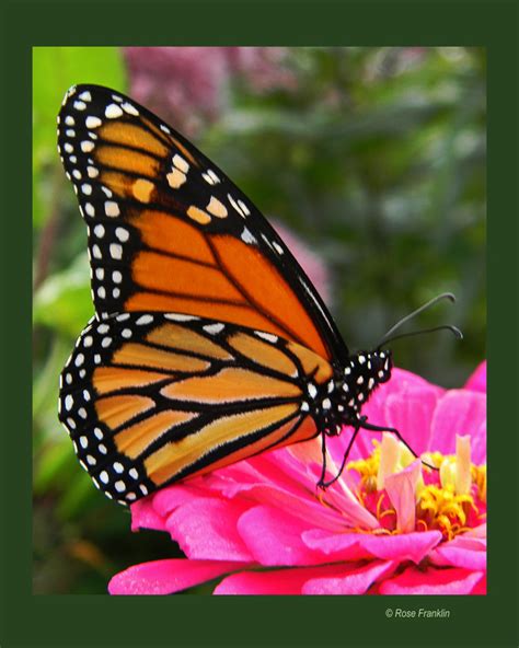 Certain shrubs, perennials and also annuals will attract butterflies to your garden. Perennials * Plant Nurseries * Hummingbird and Butterfly ...