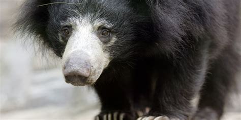 Three Sloth Bears Die In Freezing Temperatures After Plane Grounded At