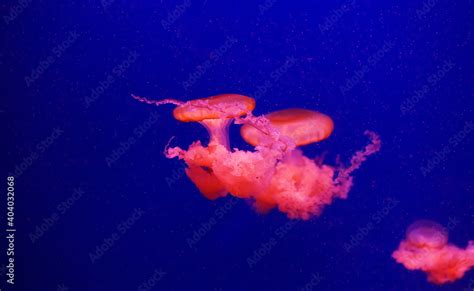 Beautiful Jellyfish Moving Through The Water Neon Lightsbackground
