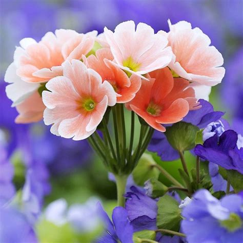 Beautiful Bright Flowers Wallpapers Driverlayer Search Engine