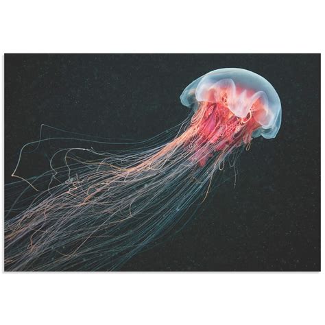 Metal Art Studio Longtail Jellyfish By Alexander Semenov Jellyfish
