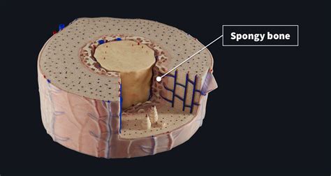 Cross Section Of A Bone In A Cross Section Of A Bone You Can Usually