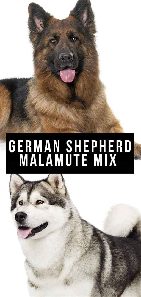 German Shepherd Malamute Mix Is This Loyal Cross Breed A Great Pet