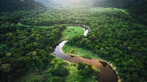 Amazonia Ubicación ¿qué Es Relieve Flora Fauna Y Más