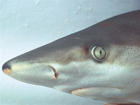 Blacknose Shark Carcharhinus Acronotus Shark Database