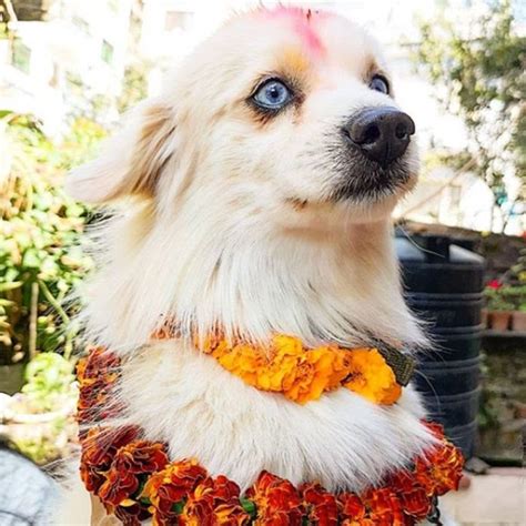 Kukur Tihar Or Day Of The Dogs In Nepal Dogs Are Celebrated And