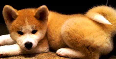 12 Of The Cutest Japanese Akita Puppy Pics Ever The Paws