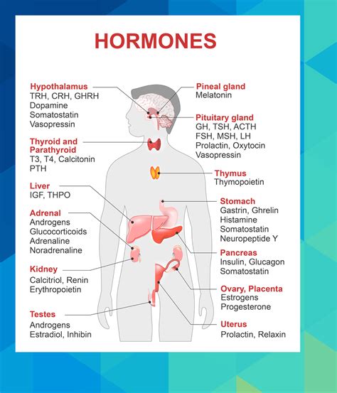 Pituitary Adrenal Glands Mazpa