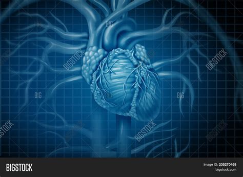 Human Heart Background Image And Photo Free Trial Bigstock