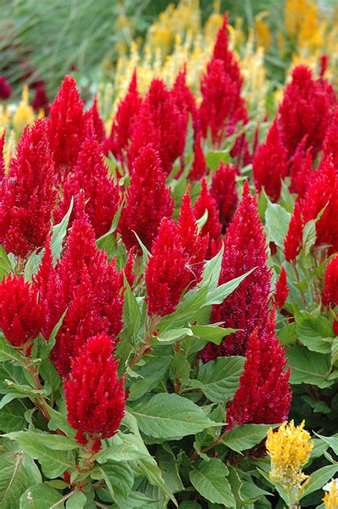 Fresh Look Red Celosia Celosia Fresh Look Red In Fayetteville
