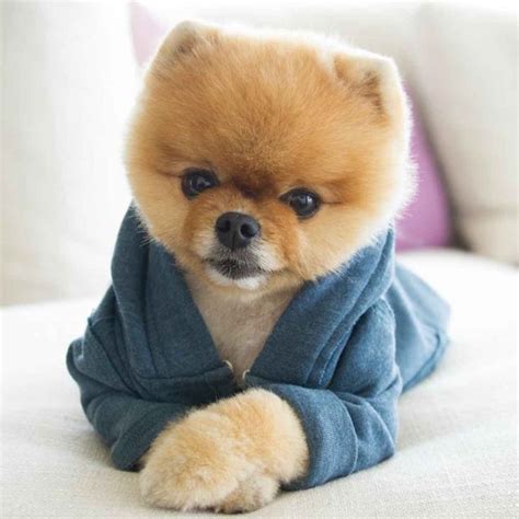 Jiff The Pomeranian Is Easily The Best Dressed Model On