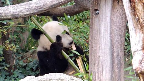 Großer Panda Tiergarten Schönbrunn Youtube