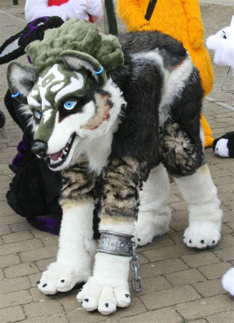 Wolf Link Quad Wait Is This An Actual Cosplay Tell Me More Animal