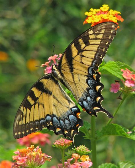 Two Butterflies Are Sitting On Top Of Some Pink And Yellow Flowers With