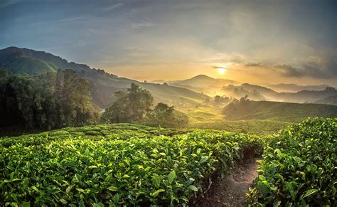 Save up to $379^ when you bundle your flight and hotel. Cameron Highlands Tour Package | Flat 15% Off