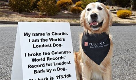 Adelaide Pooch Breaks World Record For Loudest Bark