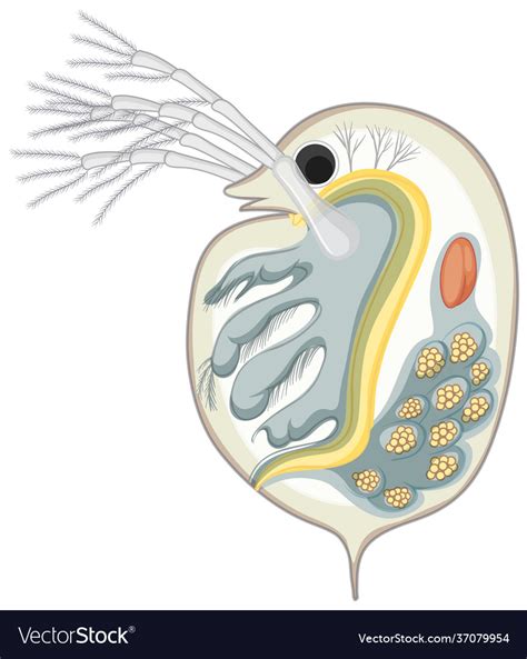 Daphnia Isolated On White Background Royalty Free Vector