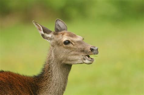 A Head Shot Of A Beautiful Sika Deer Cervus Nippon Feeding