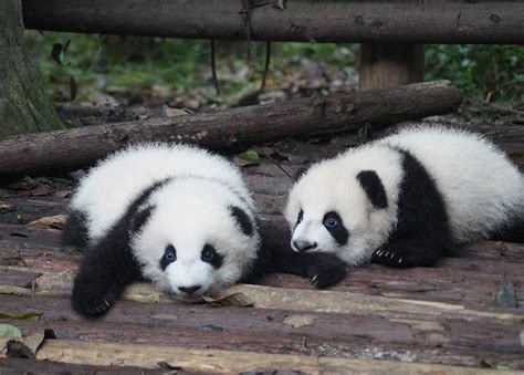 Symbole De La Protection Animale Le Panda Géant Reste Malgré Tout Une