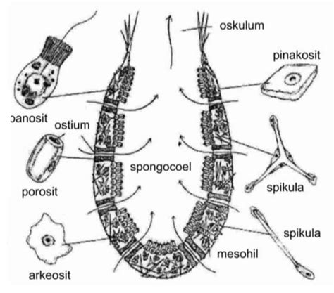 Porifera Ciri Struktur Dan Klasifikasi Haloedukasi Co Vrogue Co