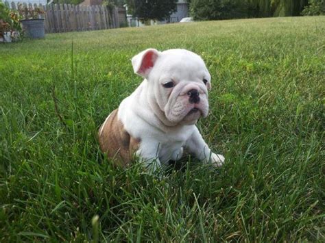 Hello very sad sale selling my 15 month old lilac tri boy, due to a relationship break up i've had to move back in to my parents house and they have an older chow chow and he will not accept her, so i'm having to. AKC English Bulldog Puppies On The Way for Sale in Cannon ...