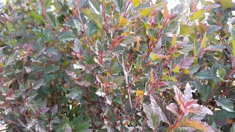 Physocarpus Ninebark — Handy Andys Nursery