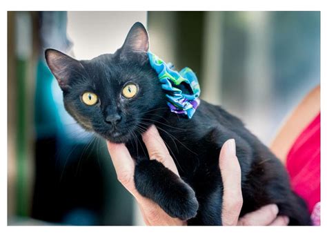 Adopt A Black Cat For Half The Regular Fee On Black Cat Appreciation