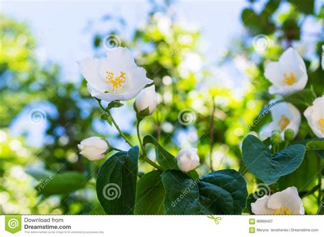 Cespuglio dai fiori bianchi in giardino. Gelsomino - Un Cespuglio Con I Fiori Bianchi Fiorisca Su ...