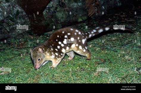 Tiger Quoll Dasyurus Maculatus Is A Carnivorous Marsupial Native To